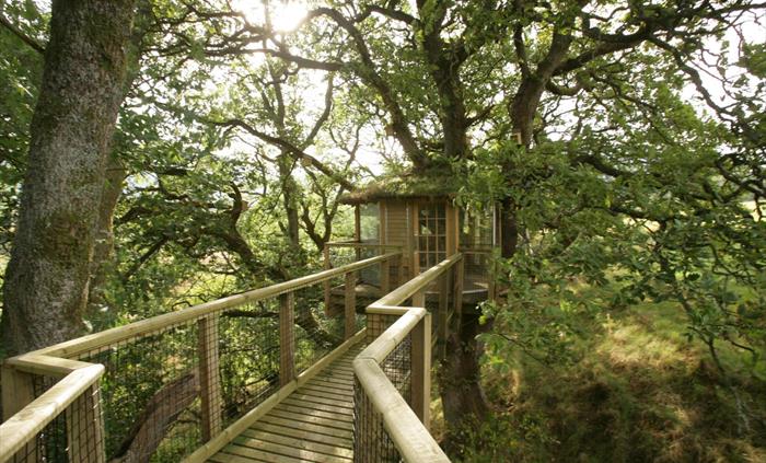 Wooden Treehouse for Badger Watching.